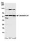 Catalase antibody, A304-767A, Bethyl Labs, Western Blot image 