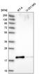 Proline-rich protein 13 antibody, PA5-65233, Invitrogen Antibodies, Western Blot image 