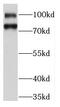Kinesin-like protein KIFC3 antibody, FNab04574, FineTest, Western Blot image 
