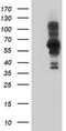 PDZ and LIM domain protein 5 antibody, TA504448S, Origene, Western Blot image 