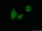 Cell division cycle 5-like protein antibody, 12974-1-AP, Proteintech Group, Immunofluorescence image 