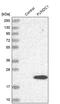 FUN14 Domain Containing 1 antibody, PA5-58535, Invitrogen Antibodies, Western Blot image 