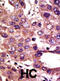 Autocrine Motility Factor Receptor antibody, abx025052, Abbexa, Western Blot image 