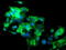 Src Like Adaptor 2 antibody, LS-C174159, Lifespan Biosciences, Immunofluorescence image 