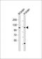 Hnf-4 antibody, orb1865, Biorbyt, Western Blot image 