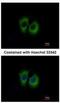 DnaJ homolog subfamily A member 3, mitochondrial antibody, NBP1-33387, Novus Biologicals, Immunofluorescence image 