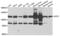Aconitase 1 antibody, LS-C409416, Lifespan Biosciences, Western Blot image 