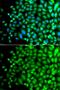 SPT20 Homolog, SAGA Complex Component antibody, GTX65918, GeneTex, Immunofluorescence image 