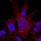 Integrin Subunit Alpha 8 antibody, PA5-47572, Invitrogen Antibodies, Immunocytochemistry image 