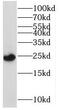 Mitochondrial Ribosomal Protein S23 antibody, FNab05354, FineTest, Western Blot image 