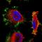 Moesin antibody, HPA011135, Atlas Antibodies, Immunocytochemistry image 
