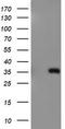 ERCC Excision Repair 1, Endonuclease Non-Catalytic Subunit antibody, TA504287, Origene, Western Blot image 