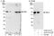 Far upstream element-binding protein 3 antibody, A303-012A, Bethyl Labs, Western Blot image 