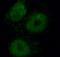 H/ACA ribonucleoprotein complex subunit 2 antibody, FNab05727, FineTest, Immunofluorescence image 