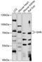 GHBP antibody, 15-693, ProSci, Western Blot image 