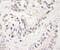 Zinc Finger Protein, FOG Family Member 1 antibody, NB100-68241, Novus Biologicals, Immunohistochemistry frozen image 