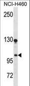 DLG Associated Protein 3 antibody, LS-C159463, Lifespan Biosciences, Western Blot image 