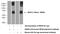 MHC Class I Polypeptide-Related Sequence B antibody, 14325-1-AP, Proteintech Group, Western Blot image 
