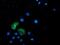 Ankyrin Repeat Domain 53 antibody, NBP2-00520, Novus Biologicals, Immunofluorescence image 