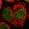 Cell Division Cycle 45 antibody, HPA000614, Atlas Antibodies, Immunofluorescence image 