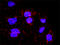 Mitotic checkpoint serine/threonine-protein kinase BUB1 beta antibody, LS-B4289, Lifespan Biosciences, Proximity Ligation Assay image 