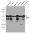 Enhancer Of Zeste 2 Polycomb Repressive Complex 2 Subunit antibody, 66476-1-Ig, Proteintech Group, Western Blot image 