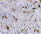 CD209 antibody, PM-2347, ProSci, Immunohistochemistry frozen image 