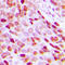 Histone H3 antibody, LS-C358770, Lifespan Biosciences, Immunohistochemistry paraffin image 