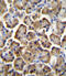 Probetacellulin antibody, 55-974, ProSci, Immunohistochemistry frozen image 