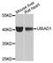 UbiA prenyltransferase domain-containing protein 1 antibody, orb373663, Biorbyt, Western Blot image 