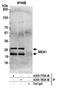 Male-Enhanced Antigen 1 antibody, A305-780A-M, Bethyl Labs, Immunoprecipitation image 