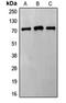 Frizzled Class Receptor 8 antibody, orb214778, Biorbyt, Western Blot image 