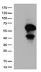 CD27 Molecule antibody, CF812364, Origene, Western Blot image 