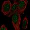 PR/SET Domain 8 antibody, HPA057253, Atlas Antibodies, Immunofluorescence image 