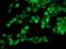 Mitochondrial import receptor subunit TOM34 antibody, MA5-25589, Invitrogen Antibodies, Immunocytochemistry image 