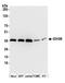 Isocitrate Dehydrogenase (NAD(+)) 3 Beta antibody, A305-501A, Bethyl Labs, Western Blot image 