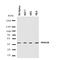 Ribonucleoside-diphosphate reductase subunit M2 B antibody, orb99215, Biorbyt, Western Blot image 