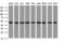 SERPINE1 MRNA Binding Protein 1 antibody, LS-C175440, Lifespan Biosciences, Western Blot image 