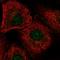 DEAD-Box Helicase 54 antibody, HPA070786, Atlas Antibodies, Immunocytochemistry image 
