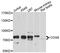Component Of Oligomeric Golgi Complex 6 antibody, A10319, ABclonal Technology, Western Blot image 