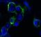 Htk antibody, MA5-15506, Invitrogen Antibodies, Immunofluorescence image 