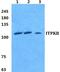 Inositol-trisphosphate 3-kinase B antibody, PA5-36964, Invitrogen Antibodies, Western Blot image 