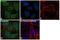 Gem Nuclear Organelle Associated Protein 2 antibody, MA1-5777, Invitrogen Antibodies, Immunofluorescence image 