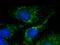 Cholinergic Receptor Nicotinic Alpha 1 Subunit antibody, 10613-1-AP, Proteintech Group, Immunofluorescence image 