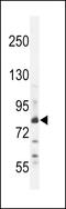 Zinc Finger Protein 180 antibody, 55-434, ProSci, Western Blot image 