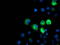 IlvB Acetolactate Synthase Like antibody, LS-C173051, Lifespan Biosciences, Immunofluorescence image 
