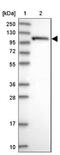2 -5 -oligoadenylate synthase 3 antibody, NBP1-85841, Novus Biologicals, Western Blot image 
