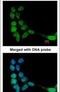Leucine Rich Repeats And Guanylate Kinase Domain Containing antibody, PA5-22179, Invitrogen Antibodies, Immunofluorescence image 