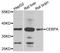 CCAAT/enhancer-binding protein alpha antibody, STJ111045, St John