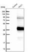 Modulator Of VRAC Current 1 antibody, NBP1-81555, Novus Biologicals, Western Blot image 